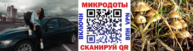Псилоцибиновые грибы Psilocybe  Новый Оскол 